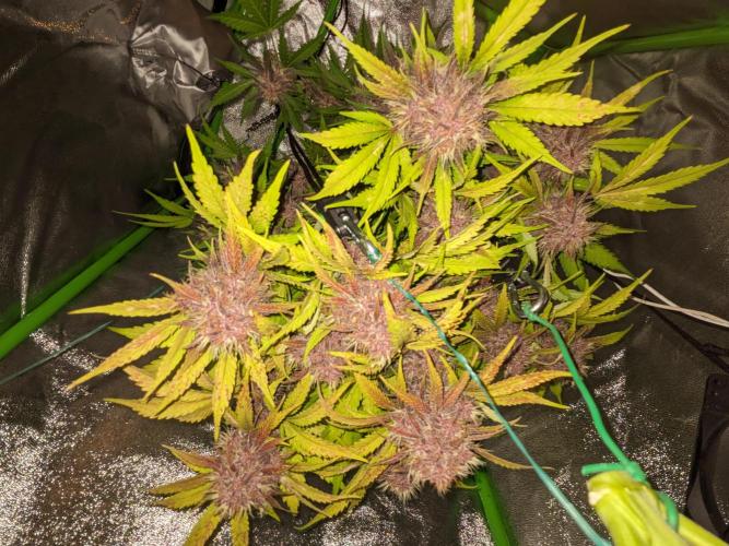 Blackberry Auto CheapSetup Coco+LiteMix. Week 10