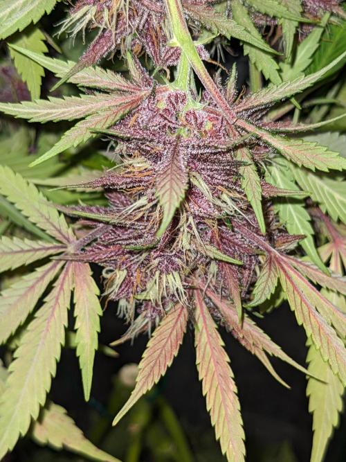 Blackberry Auto CheapSetup Coco+LiteMix. Week 10