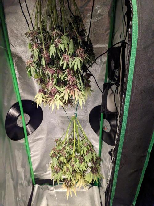 Blackberry Auto CheapSetup Coco+LiteMix. Week 10