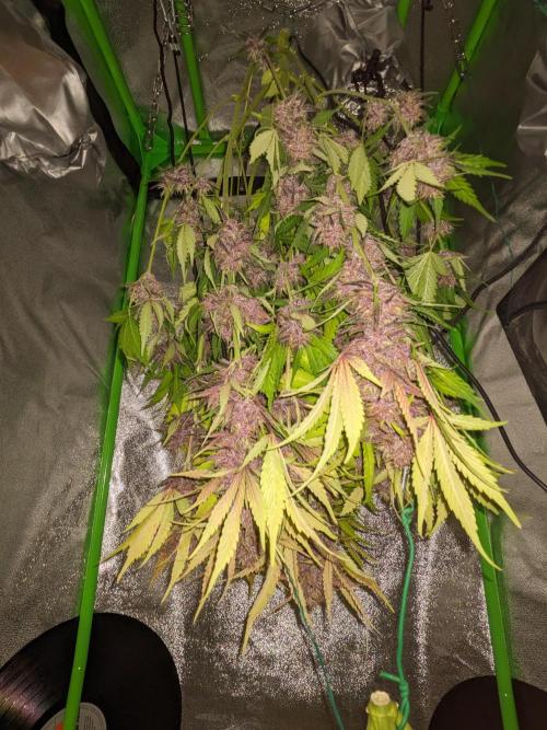 Blackberry Auto CheapSetup Coco+LiteMix. Week 10