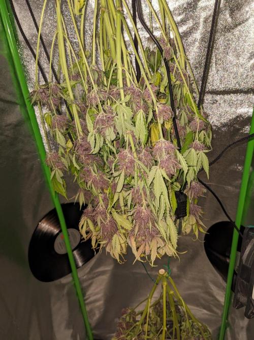 Blackberry Auto CheapSetup Coco+LiteMix. Week 10