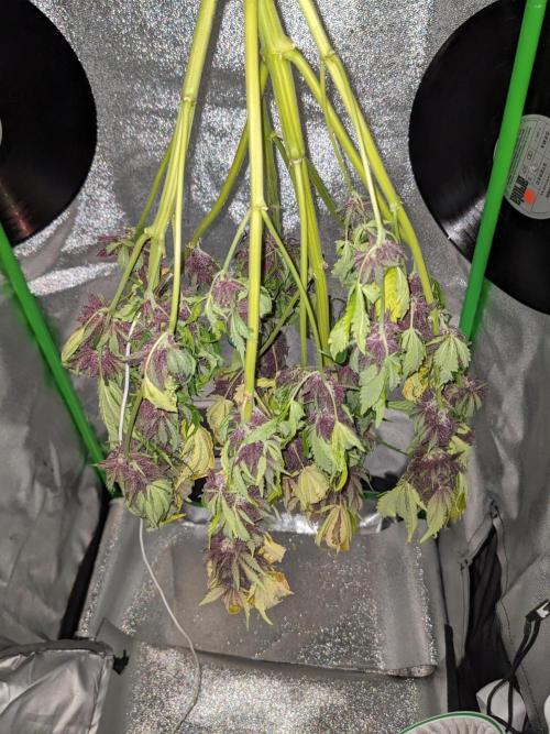 Blackberry Auto CheapSetup Coco+LiteMix. Week 10