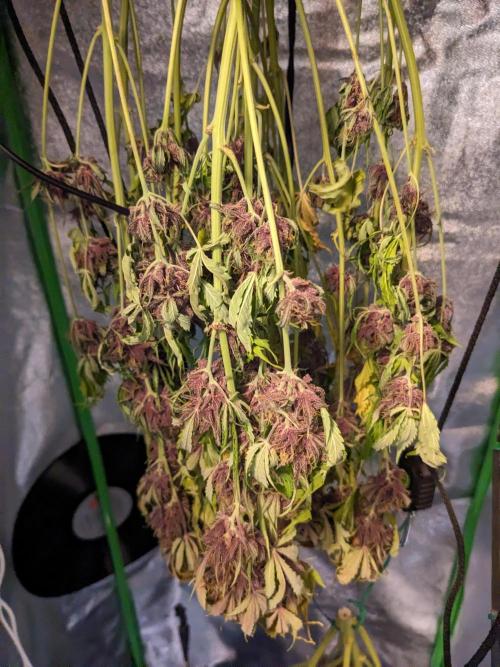 Blackberry Auto CheapSetup Coco+LiteMix. Week 10