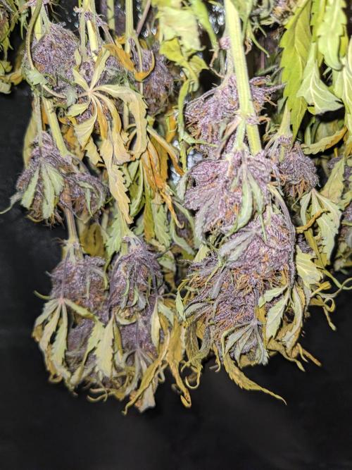 Blackberry Auto CheapSetup Coco+LiteMix. Week 10