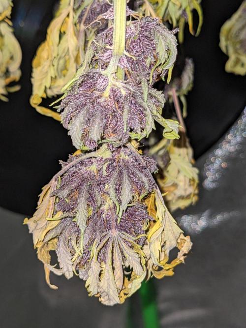 Blackberry Auto CheapSetup Coco+LiteMix. Week 10