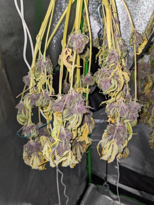 Blackberry Auto CheapSetup Coco+LiteMix. Week 10