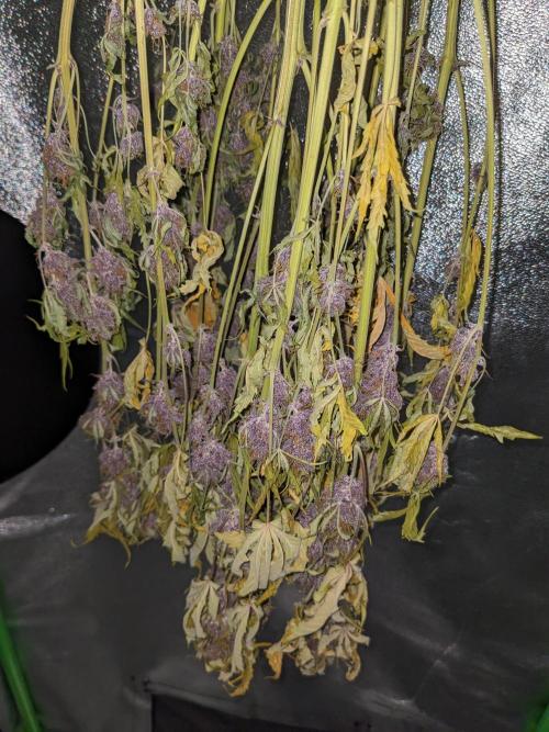 Blackberry Auto CheapSetup Coco+LiteMix. Week 10