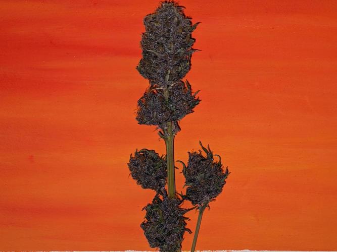 Blackberry Auto CheapSetup Coco+LiteMix. Week 10