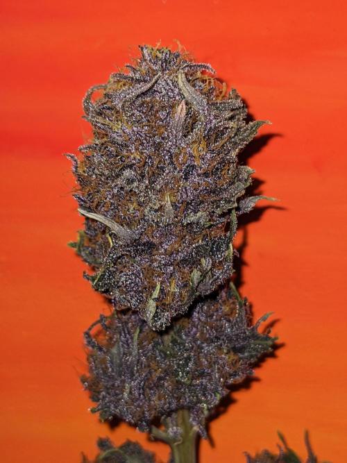 Blackberry Auto CheapSetup Coco+LiteMix. Week 10