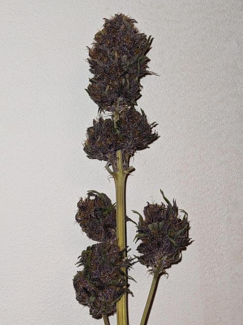 Blackberry Auto CheapSetup Coco+LiteMix. Week 10