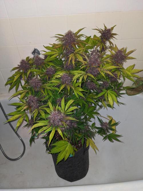 Blackberry Auto CheapSetup Coco+LiteMix. Week 10