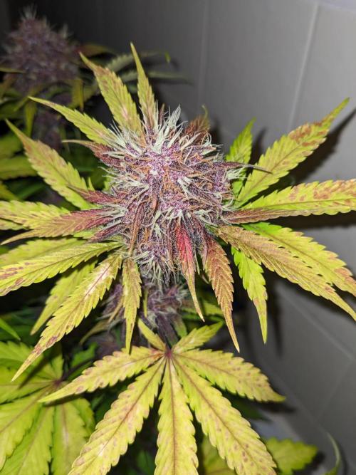 Blackberry Auto CheapSetup Coco+LiteMix. Week 10