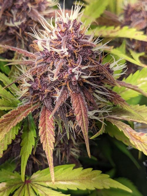 Blackberry Auto CheapSetup Coco+LiteMix. Week 10