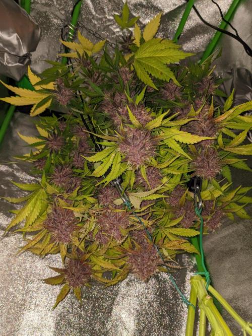 Blackberry Auto CheapSetup Coco+LiteMix. Week 10