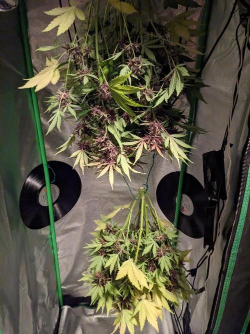 Blackberry Auto CheapSetup Coco+LiteMix. Week 10