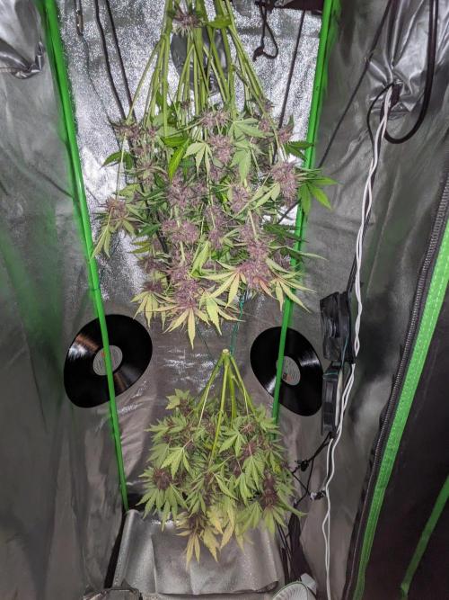 Blackberry Auto CheapSetup Coco+LiteMix. Week 10