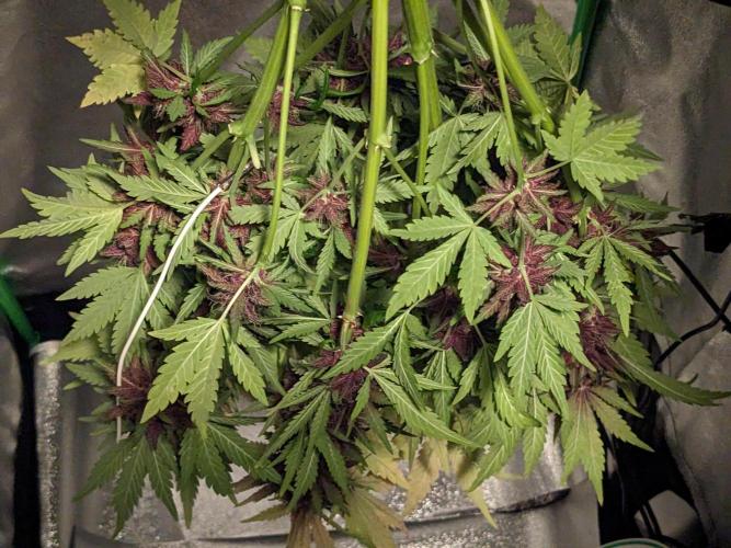 Blackberry Auto CheapSetup Coco+LiteMix. Week 10