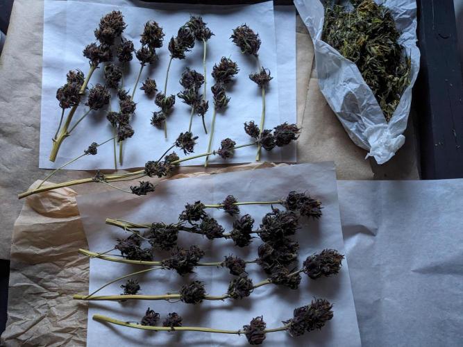 Blackberry Auto CheapSetup Coco+LiteMix. Week 10