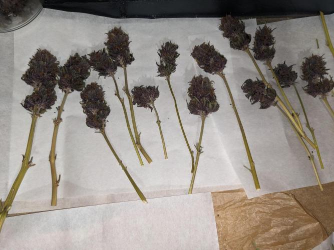 Blackberry Auto CheapSetup Coco+LiteMix. Week 10