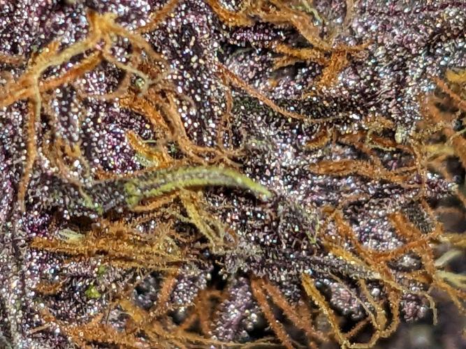 Blackberry Auto CheapSetup Coco+LiteMix. Week 10