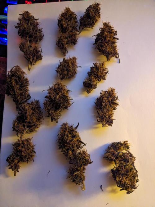 Blackberry Auto CheapSetup Coco+LiteMix. Week 10