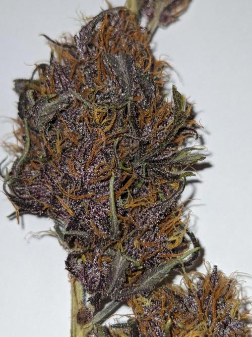 Blackberry Auto CheapSetup Coco+LiteMix. Week 10