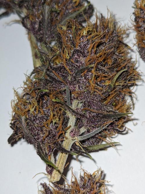 Blackberry Auto CheapSetup Coco+LiteMix. Week 10