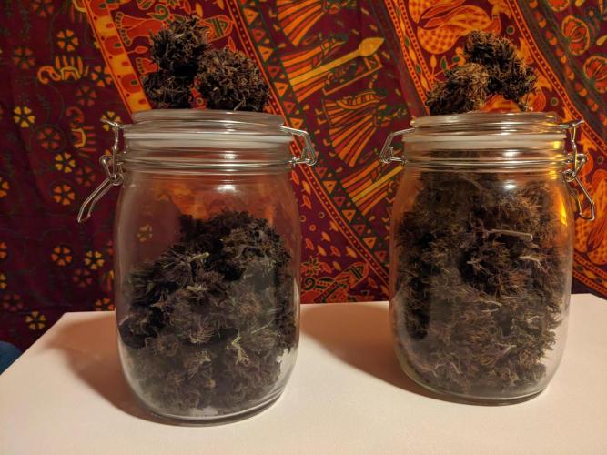 Blackberry Auto CheapSetup Coco+LiteMix. Week 10 - 33 g Dried buds  42 g Dried Buds