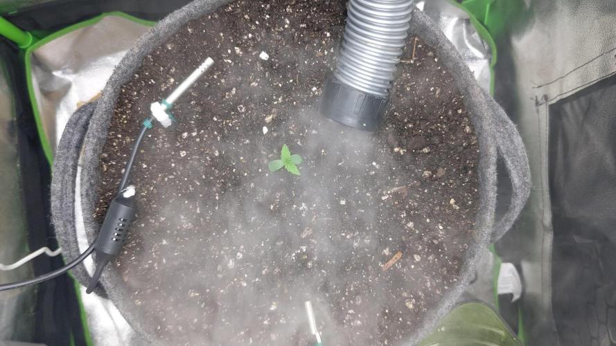 Fat Banana Auto Biobizz Coco/Light/AllMx