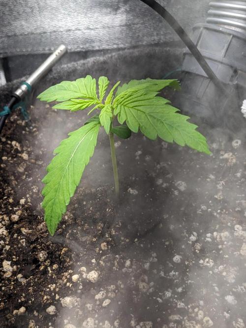 Fat Banana Auto Biobizz Coco/Light/AllMx. Week 2 - DAY 12
