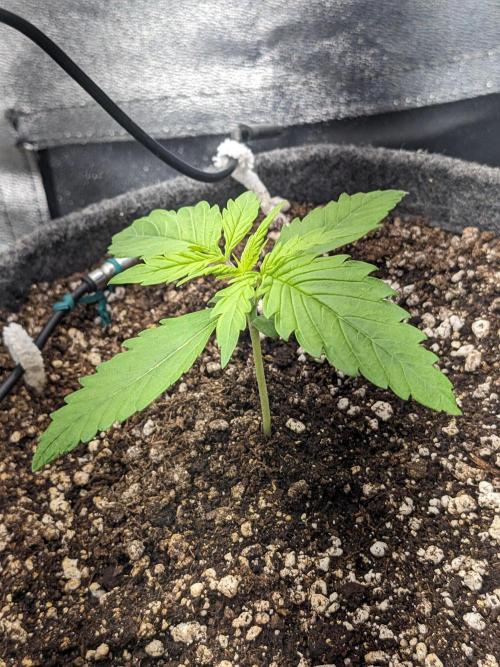 Fat Banana Auto Biobizz Coco/Light/AllMx. Week 2 - DAY 13