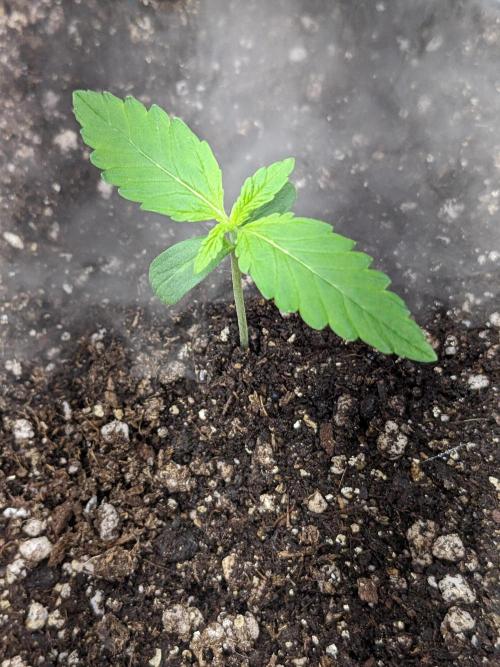 Fat Banana Auto Biobizz Coco/Light/AllMx. Week 2 - DAY 8