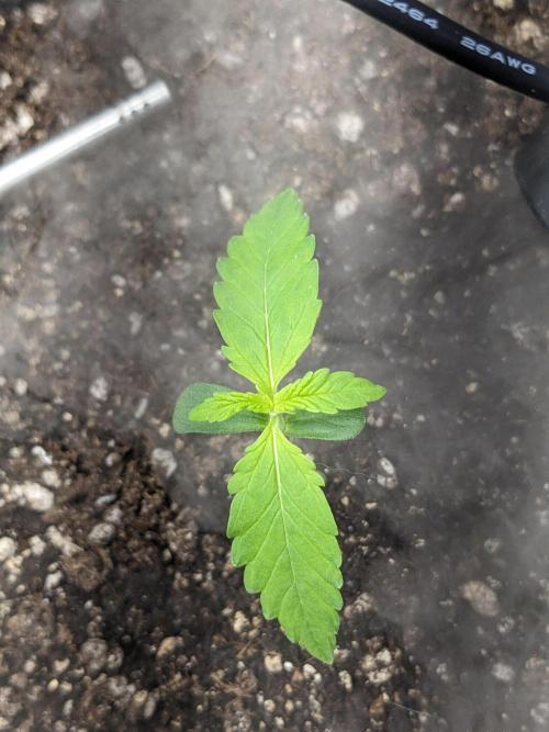 Fat Banana Auto Biobizz Coco/Light/AllMx. Week 2 - DAY 9