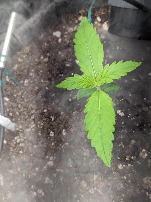 Fat Banana Auto Biobizz Coco/Light/AllMx. Week 2 - DAY 11