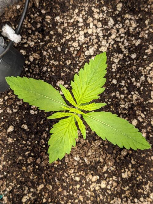 Fat Banana Auto Biobizz Coco/Light/AllMx. Week 2 - DAY 12