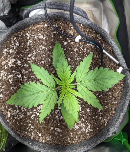 Fat Banana Auto Biobizz Coco/Light/AllMx. Week 3 - DAY 15 