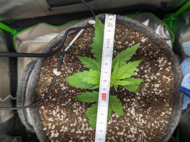 Fat Banana Auto Biobizz Coco/Light/AllMx. Week 3 - DAY 15 