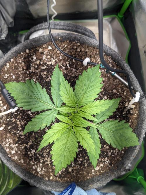 Fat Banana Auto Biobizz Coco/Light/AllMx. Week 3 - DAY 17