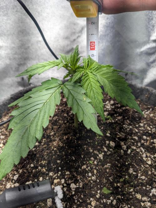 Fat Banana Auto Biobizz Coco/Light/AllMx. Week 3 - DAY 17