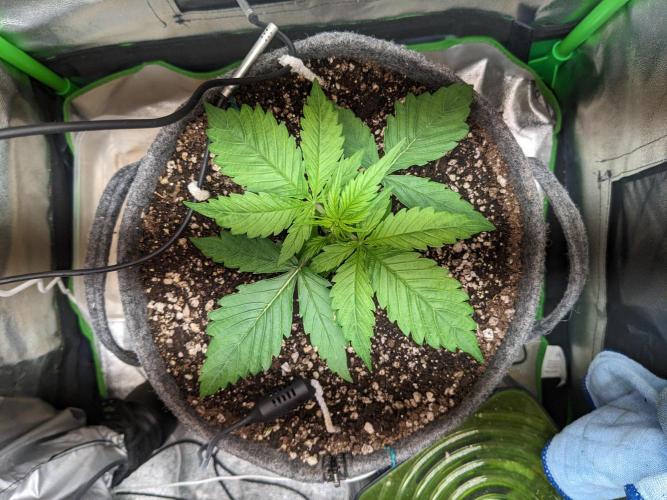 Fat Banana Auto Biobizz Coco/Light/AllMx. Week 3 - DAY 18