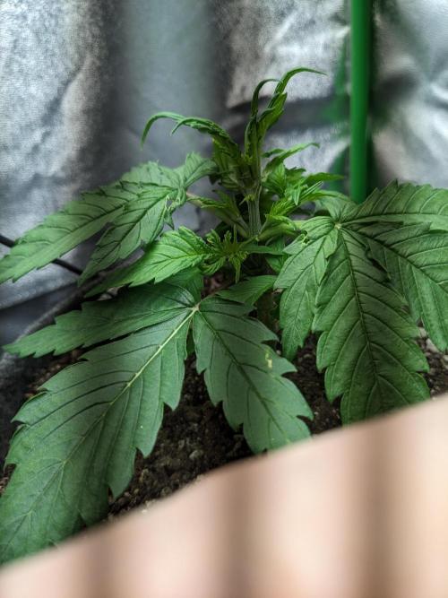 Fat Banana Auto Biobizz Coco/Light/AllMx. Week 3 - DAY 20