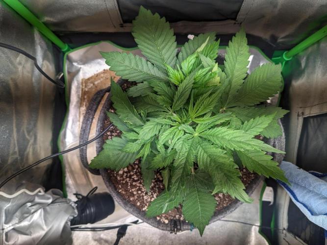 Fat Banana Auto Biobizz Coco/Light/AllMx. Week 4 - Day 17