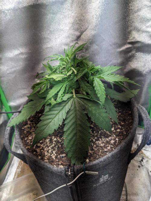 Fat Banana Auto Biobizz Coco/Light/AllMx. Week 4 - Day 17