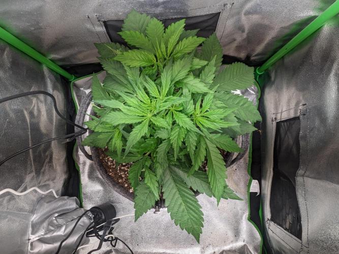 Fat Banana Auto Biobizz Coco/Light/AllMx. Week 4 - Day 18

