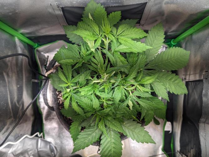 Fat Banana Auto Biobizz Coco/Light/AllMx. Week 4 - Day 20