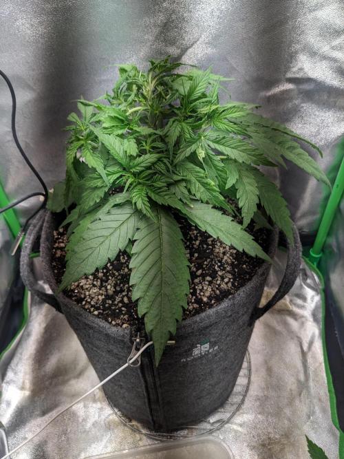Fat Banana Auto Biobizz Coco/Light/AllMx. Week 4 - Day 20