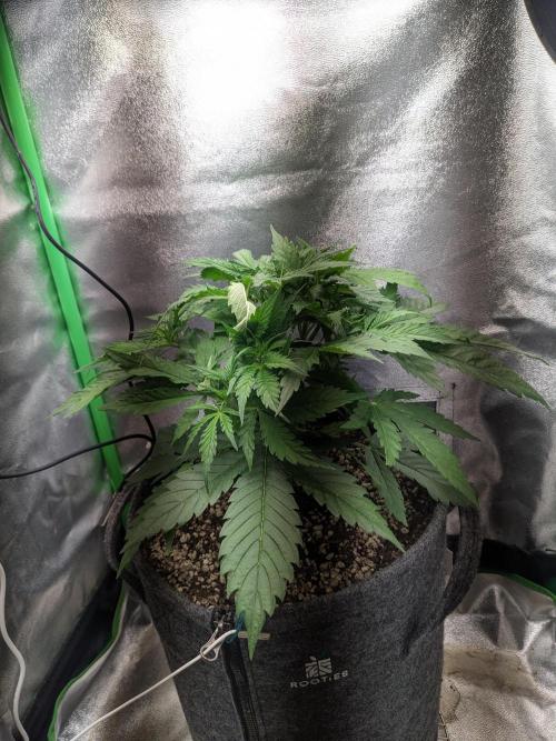Fat Banana Auto Biobizz Coco/Light/AllMx. Week 4 - Day 21