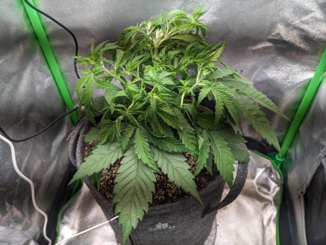 Fat Banana Auto Biobizz Coco/Light/AllMx. Week 4 - Dayy 22