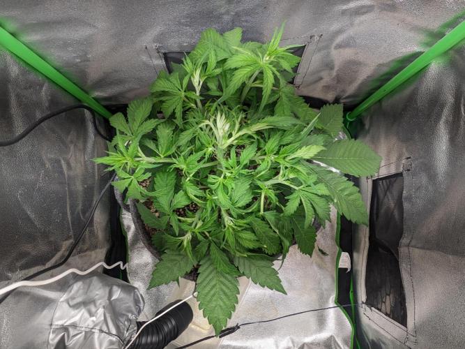 Fat Banana Auto Biobizz Coco/Light/AllMx. Week 4 - Day 22