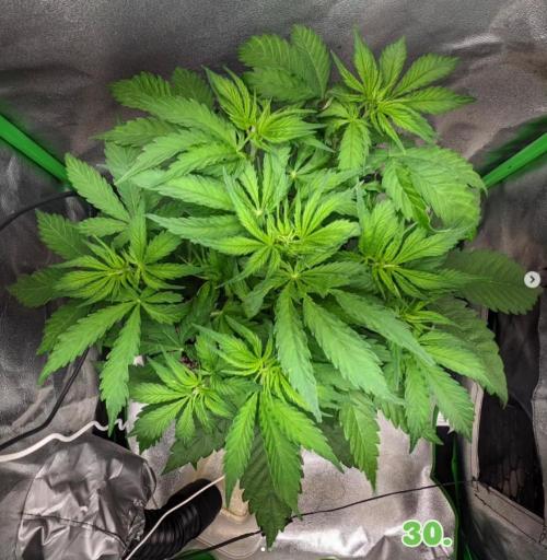 Fat Banana Auto Biobizz Coco/Light/AllMx. Week 5 - day 30 instagram